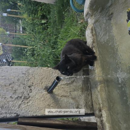 Foto 1/1 Aloy Chat perdido en St bueil