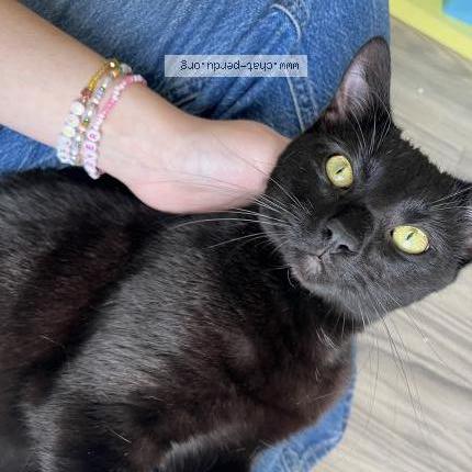 Foto 2/2 Mimi Chat perdido en Cholet