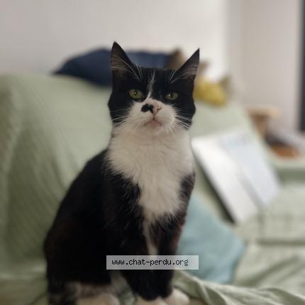 Foto 1/3 Biscuit Chat perdido en Beuvry