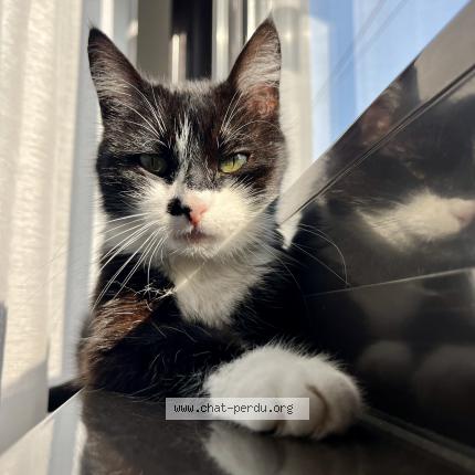 Foto 2/3 Biscuit Chat perdido en Beuvry