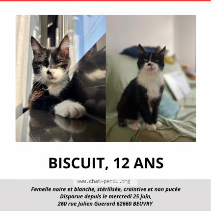 Foto 3/3 Biscuit Chat perdido en Beuvry