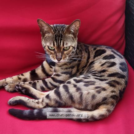 Foto 1/1 Zara Chat perdido en Boisbriand