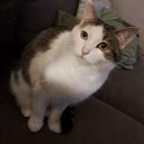 Foto del gato perdido en Thorigne Fouillard