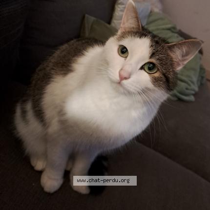 Foto 1/1 LILOU Chat perdido en Thorigne fouillard