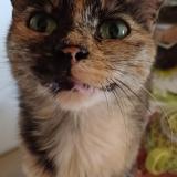 Foto del gato perdido en Vaucourtois