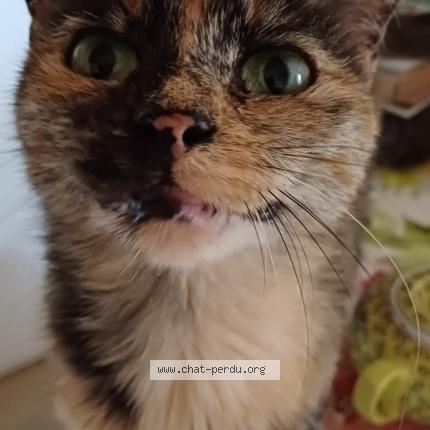 Foto 1/1 Bibiche Chat perdido en Vaucourtois