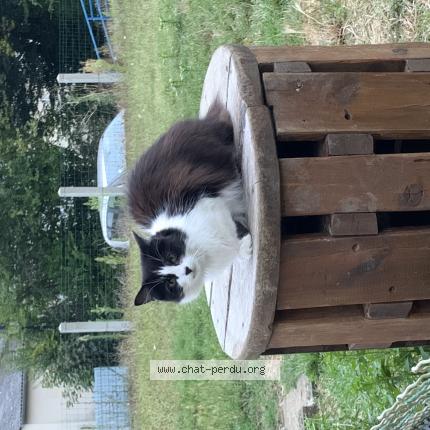 Foto 1/1 Alita Chat perdido en Sarge sur braye