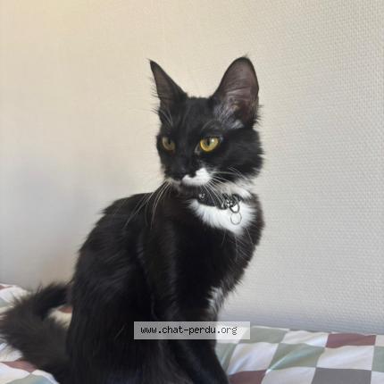 Foto 1/1 Nala Chat perdido en Lyon