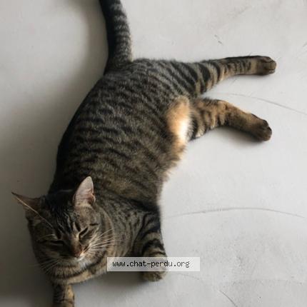 Foto 1/1 Romy Chat perdido en La rochelle