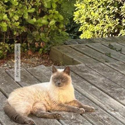 Foto 1/2 Imhotep Chat perdido en Chamoux sur gelon