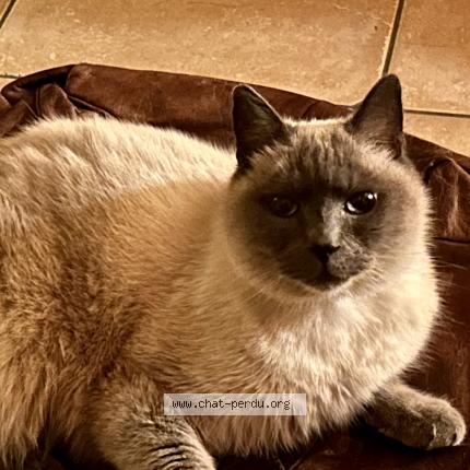 Foto 2/2 Imhotep Chat perdido en Chamoux sur gelon