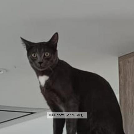 Foto 1/1 Duman Chat perdido en Sardieu