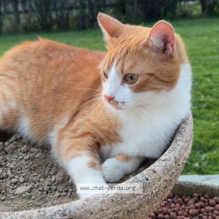 Foto 1/1 Tino Chat perdido en Rives d andaine