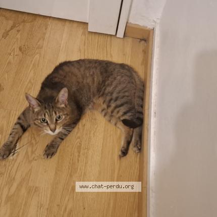 Foto 1/1 Gato encontrado Encontrado en Paris