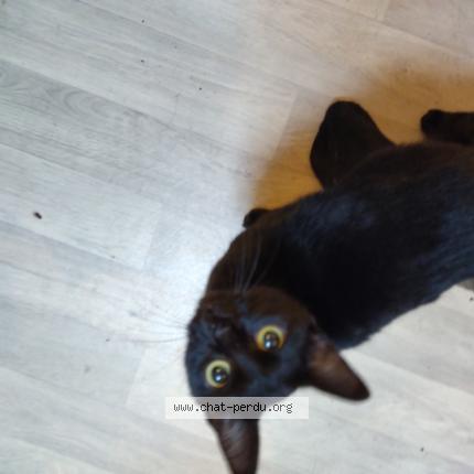 Foto 1/1 Tara Chat perdido en Plaisance