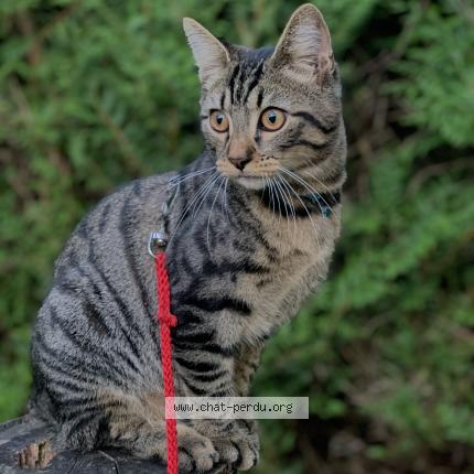 Foto 1/1 Pito Chat perdido en Morsang sur orge