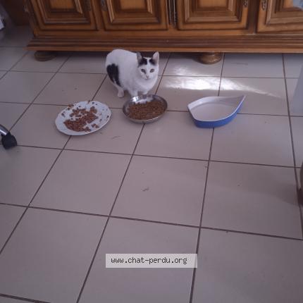 Foto 1/1 Fripounette Chat perdido en La roche sur yon