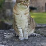 Foto del gato perdido en Sainte Croix De Caderle