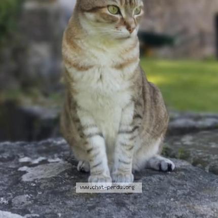 Foto 1/1 Looki Chat perdido en Sainte croix de caderle