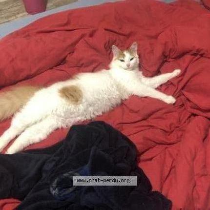 Foto 1/2 Mia Chat perdido en Gaillac