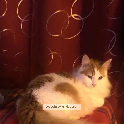 Foto 2/2 Mia Chat perdido en Gaillac