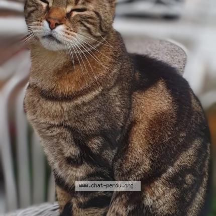 Foto 1/1 Pepperlo Chat perdido en La ferte saint aubin