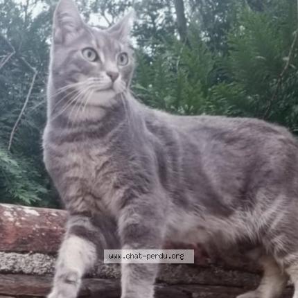 Foto 1/1 Shadow Chat perdido en La ferte saint aubin