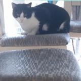 Foto del gato perdido en Sierentz