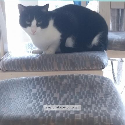 Foto 1/1 Fripouille Chat perdido en Sierentz