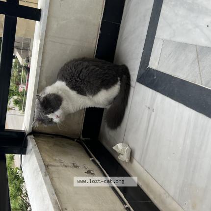 Foto 1/1 Oreo Chat perdido en Islamabad