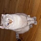 Foto del gato perdido en Montauban