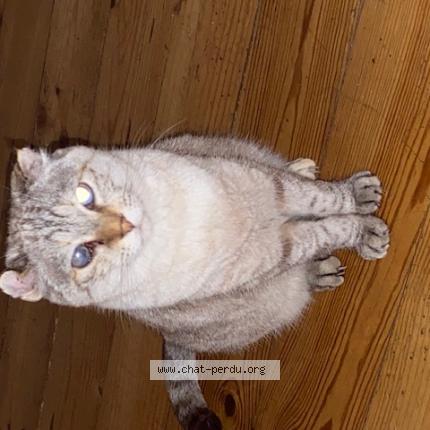 Foto 1/1 IRIS Chat perdido en Montauban