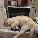 Foto del gato perdido en Montauban