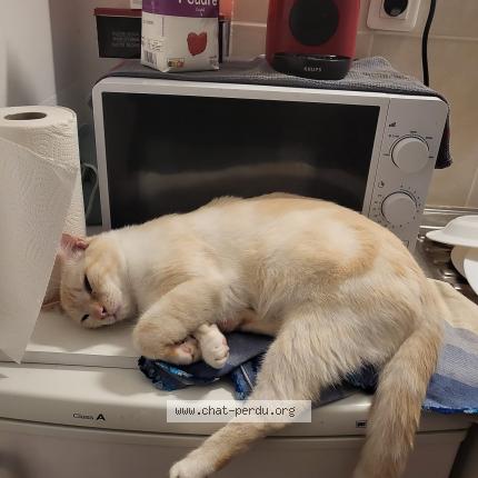 Foto 1/1 Yoko Chat perdido en Montauban