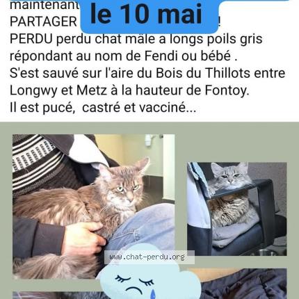 Foto 1/1 Fendi ou bébé Chat perdido en Fontoy neufchef