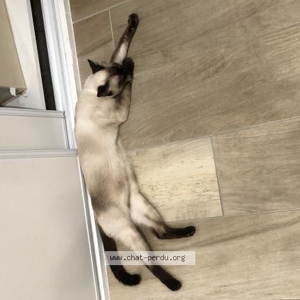 Foto 1/1 Gato encontrado Encontrado en Grenay