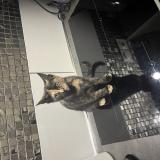 Foto del gato perdido en Marseille