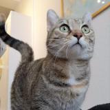 Foto del gato perdido en Rennes