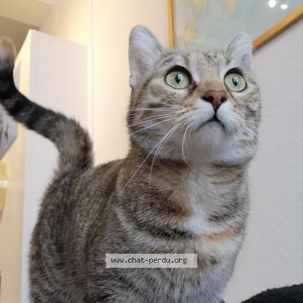 Foto 1/1 Minou Chat perdido en Rennes