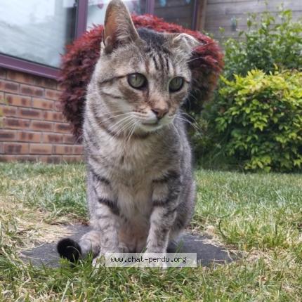 Foto 1/1 Gato encontrado Perdido en Bailleul