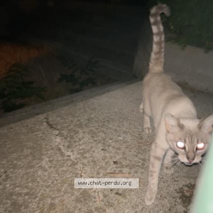 Foto 1/1 Gato encontrado Encontrado en Paris