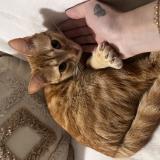 Foto del gato perdido en Gallargues Le Montueux