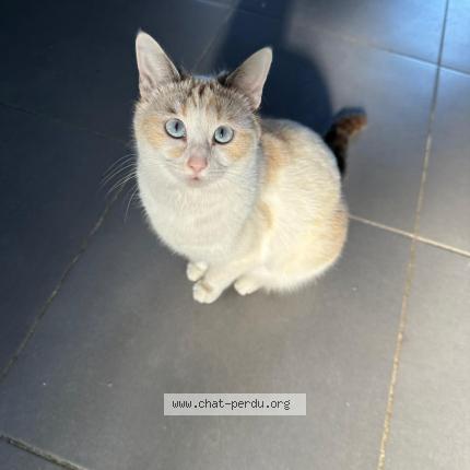 Foto 1/1 Plume Chat perdido en Saint maixant