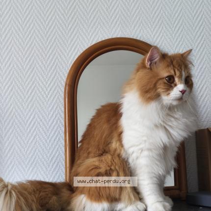 Foto 1/1 Nugget Chat perdido en Creteil