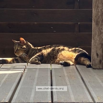 Foto 1/1 Motoko Chat perdido en Evian les bains