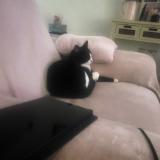 Foto del gato perdido en Pluneret