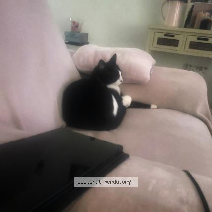 Foto 1/1 Plume Chat perdido en Pluneret