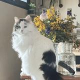 Foto del gato perdido en Deyme