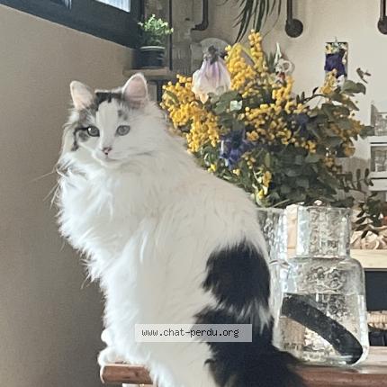 Foto 1/1 Neige Chat perdido en Deyme