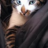 Foto del gato perdido en Montauban